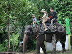 Ekowisata Tangkahan, Menikmati Alam Bersama Gajah