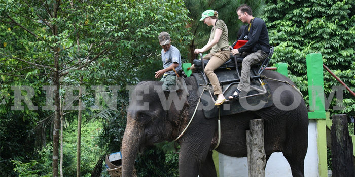 Konservasi gajah di ekowisata Tangkahan. Foto Hasby | Rienews.com.