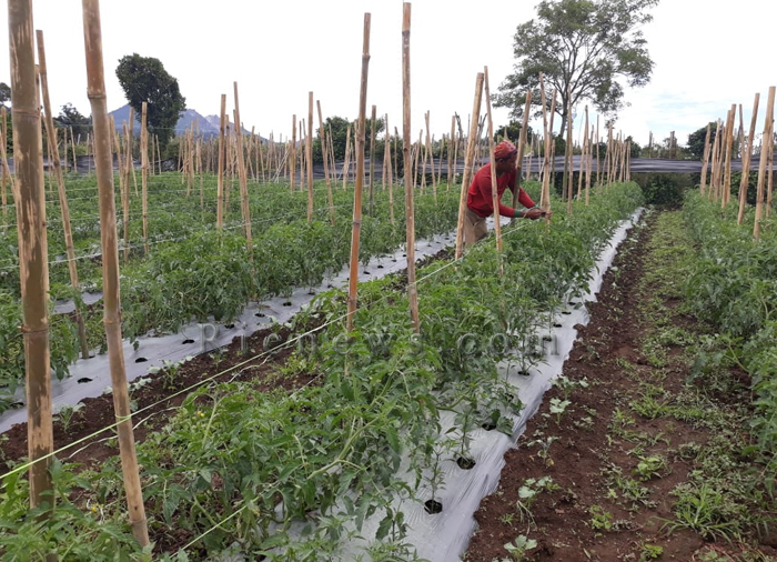 Seorang petani di Kabupaten Karo, Sumatera Utara, beraktivitas di lahan pertanian miliknya. Foto Rienews.com