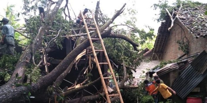Angin Kencang Landa Yogyakarta, Ratusan Pohon Tumbang dan Puluhan Rumah Rusak
