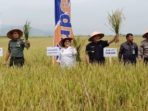 Bupati Karo Panen Raya Padi di Lau Baleng