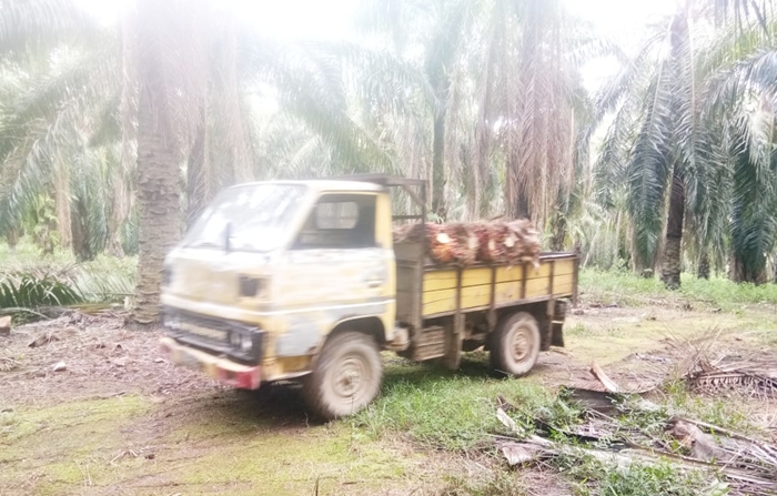 Truk sawit