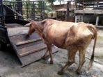 Polisi Ringkus Komplotan Maling Lembu Dari Sicanggang