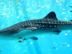 Petisi Ini Gagalkan Hiu Paus Dibawa ke Sea World Ancol