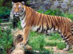 Warga Palas Tewas Diterkam Harimau