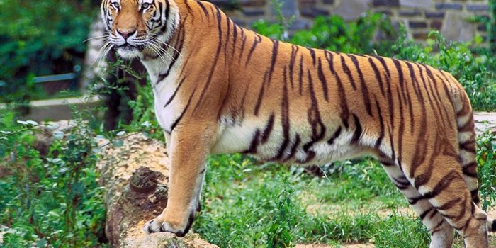 Warga Palas Tewas Diterkam Harimau