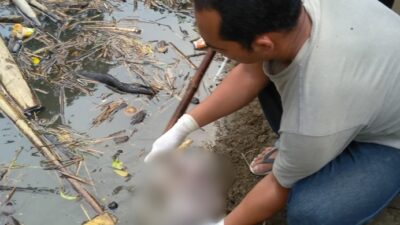 Kondisi mayat bayi perempuan yang ditemukan pemancing di sungai Lau Bengap, Kecamatan Tigabinanga, Kabupaten Karo, Sumatera Utara, Minggu 16 Juni 2019. Foto Istimewa.