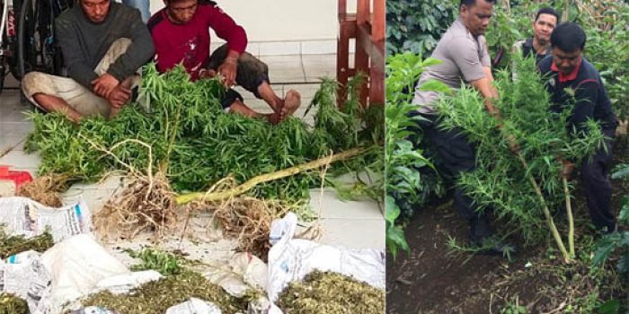 Komplotan Penanam Ganja di Karo Ditembak