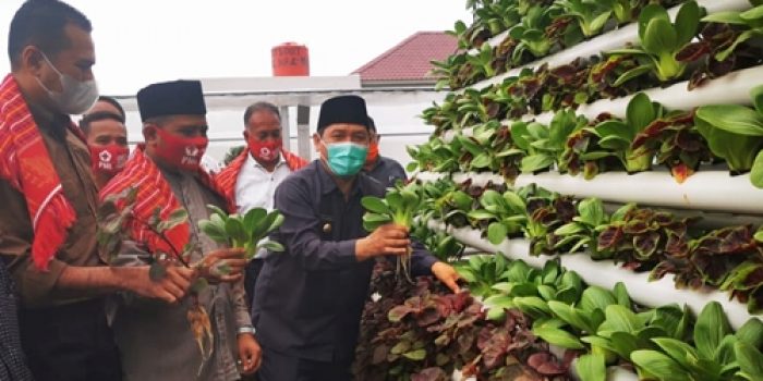 Wagub Sumut Panen Perdana Sayuran Hidroponik BKM Baitul Makmur