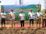Panen Raya Kentang di Kabupaten Karo 