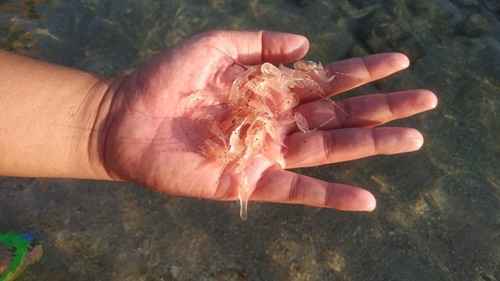 Benih lobster. Foto Dok.KKP.