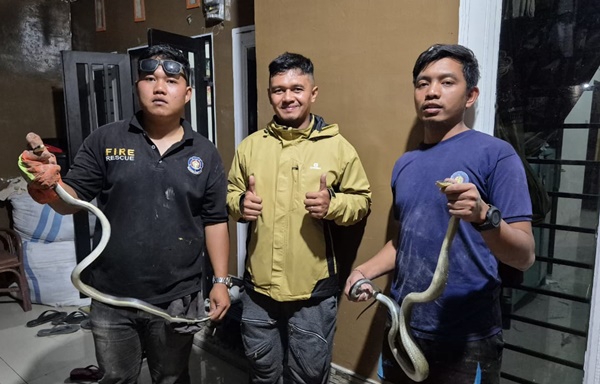Petugas Damkar Karo menangkap dua ekor ular di salah satu rumah warga di Perumahan Ichiwani, Desa Raya, Berastagi, Karo pada Sabtu, 31 Mei 2025. Foto Rienews.com.