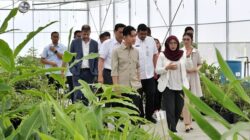 Wakil Presiden Gibran Rakabuming Raka bersama Gubernur Sumatera Utara Muhammad Bobby Nasution, Ketua DEN Luhut Binsar Panjaitan meninjau Taman Sains Teknologi Herbal dan Hortikultura (TSTH2) di Kecamatan Pollung, Kabupaten Humbang Hasundutan pada Jumat, 16 Mei 2025. Foto Munawar Harahap/Diskominfo Sumut.