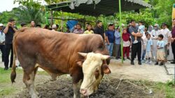 Gubernur Sumatera Utara Bobby Nasution beserta keluarganya menyaksikan penyembelihan hewan kurban di Masjid Jami Hanifah, Jalan Chaidir Kampung Nelayan, Kecamatan Medan Labuhan, Kota Medan, Sabtu 7 Juni 2025. Foto Munawar Harahap.