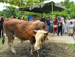 Keluarga Besar Bobby Nasution Berkurban Dua Ekor Sapi Simmental di Kampung Nelayan