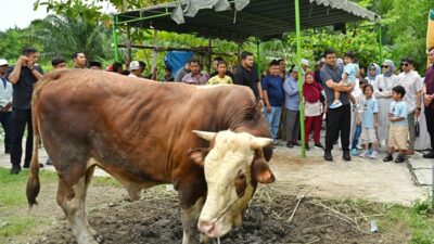 Gubernur Sumatera Utara Bobby Nasution beserta keluarganya menyaksikan penyembelihan hewan kurban di Masjid Jami Hanifah, Jalan Chaidir Kampung Nelayan, Kecamatan Medan Labuhan, Kota Medan, Sabtu 7 Juni 2025. Foto Munawar Harahap.