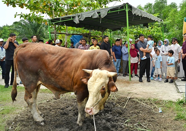 Gubernur Sumatera Utara Bobby Nasution beserta keluarganya menyaksikan penyembelihan hewan kurban di Masjid Jami Hanifah, Jalan Chaidir Kampung Nelayan, Kecamatan Medan Labuhan, Kota Medan, Sabtu 7 Juni 2025. Foto Munawar Harahap.