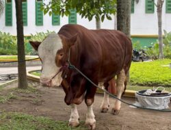 Presiden Kirim 36 Sapi Kurban ke Sumut, Gubsu Kurban 10 Ekor Lembu