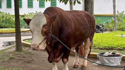 Presiden Kirim 36 Sapi Kurban ke Sumut, Gubsu Kurban 10 Ekor Lembu