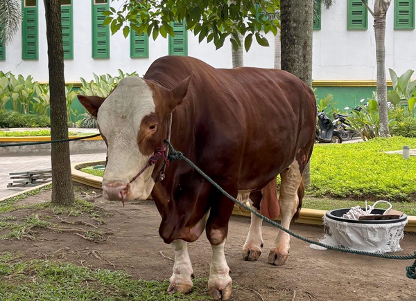 Sapi kurban bantuan Presiden Prabowo Subianto yang dialokasikan untuk Provinsi Sumatera Utara, di halaman Masjid Agung Sultan Thaf Sinar Basarsyah, Lubukpakam, Deli Serdang, pada Kamis, 5 Juni 2025), yang akan disembelih pada Iduladha 1446 H. Foto Istimewa.