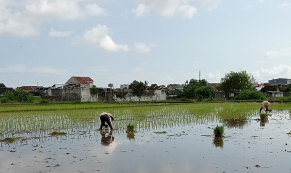 Dua wanita tengah menanam bibit padi di areal lahan sawah Kabupaten Sleman, Yogyakarta. Foto Rienews.com.